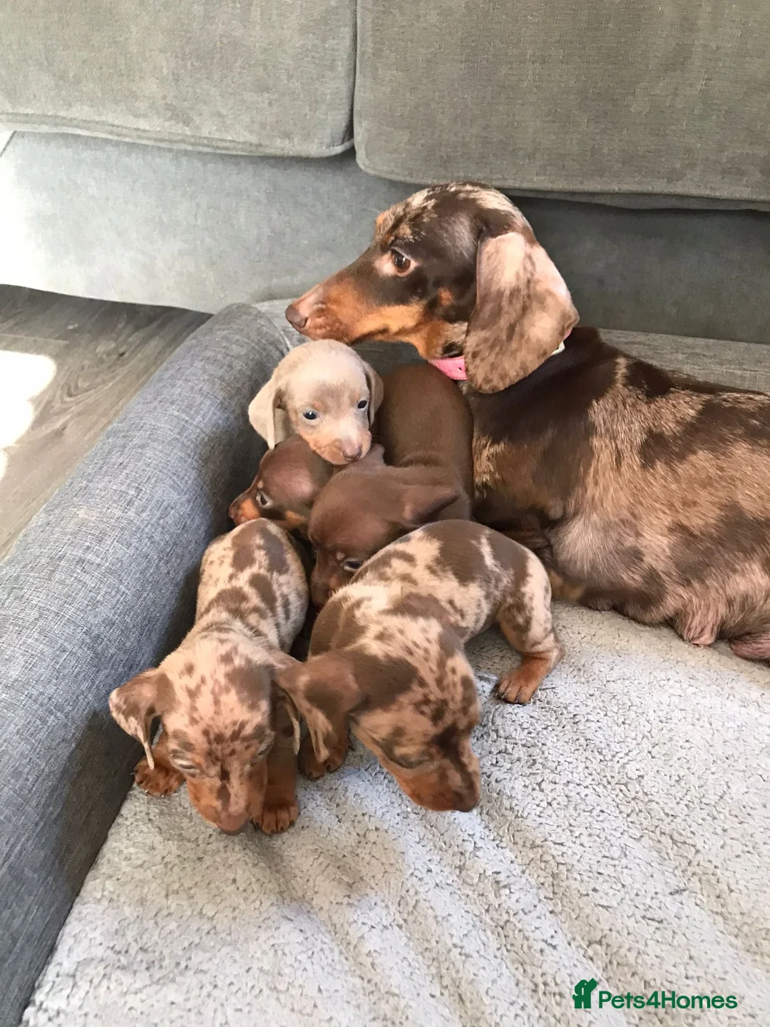 Dachshund dogs for sale: Miniature dachunds - Advert 1