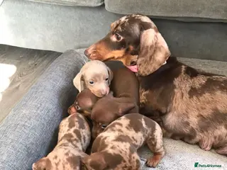 Dachshund dogs Miniature dachunds - Advert 1