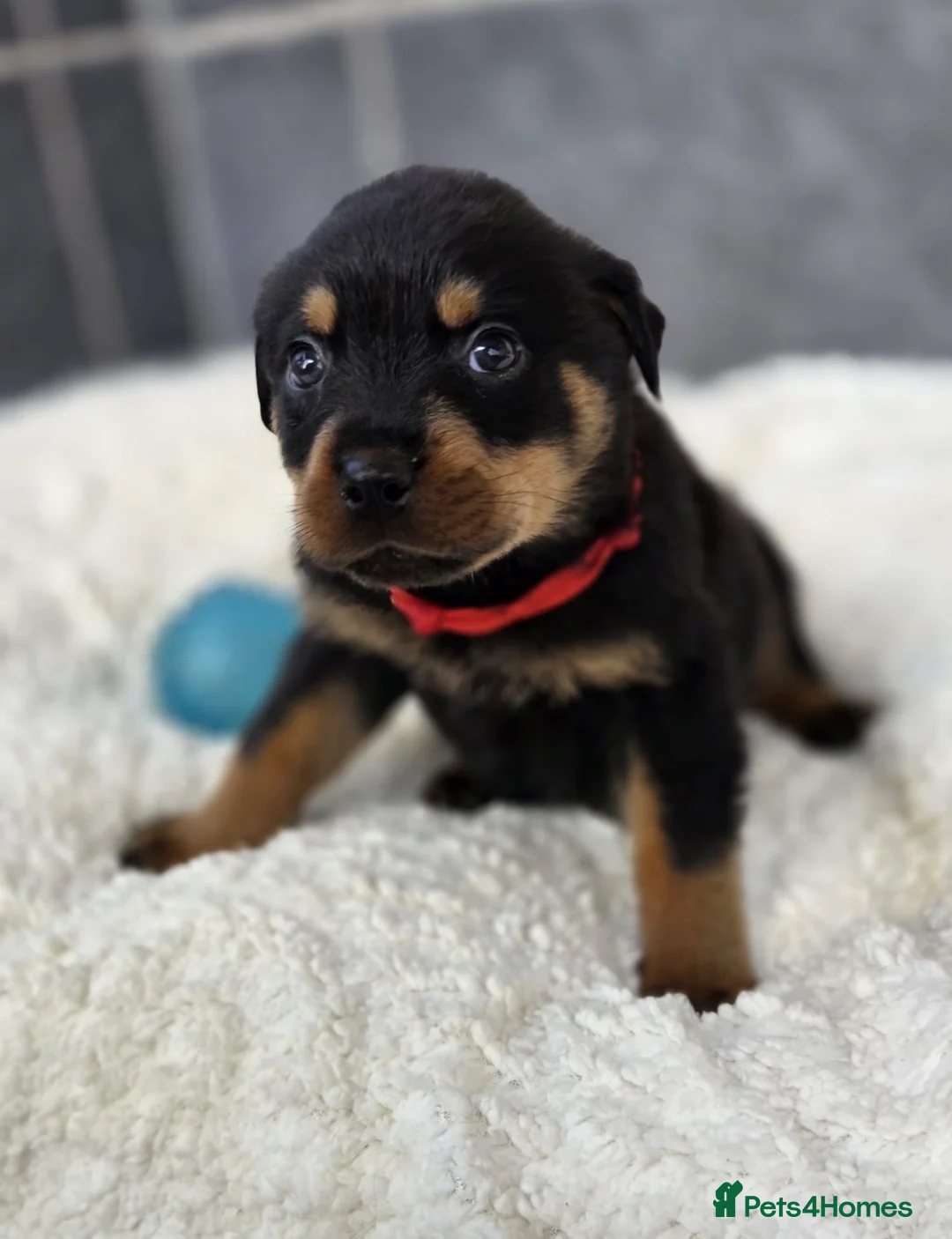 Rottweiler dogs for sale: Stunning Rottweiler pups - Advert 38