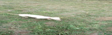 Miniature Dachshund 2