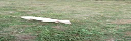 Miniature Dachshund dogs for sale: Girl and boy cream miniature dachshunds  - Advert 5