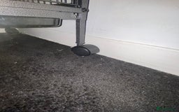 Chinchilla rodents for sale: Chinchillas for sale  - Image 16