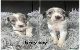 Sprollie dogs for sale: 🩶Beautiful sprollie puppies🩶  - Image 4