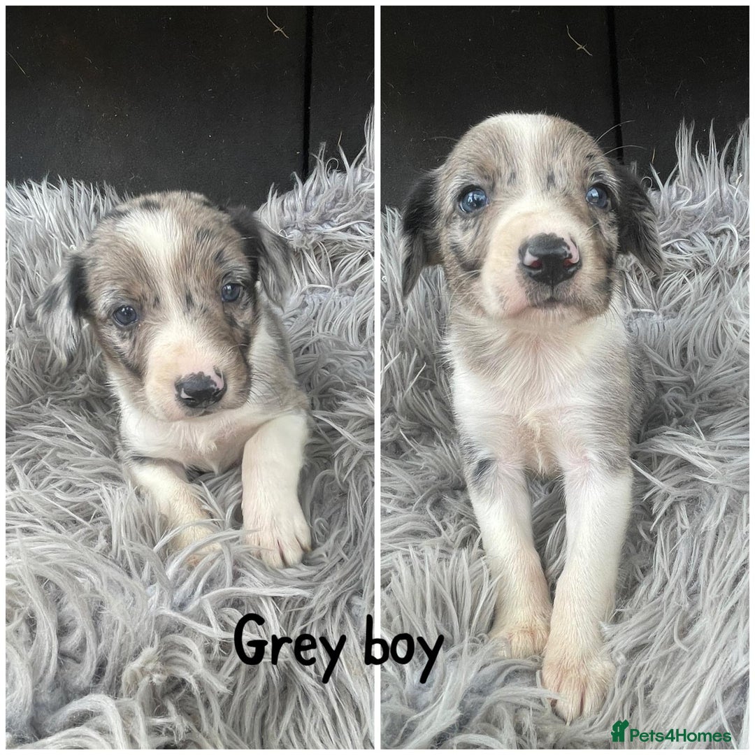 Sprollie dogs for sale: 🩶Beautiful sprollie puppies🩶  - Image 4