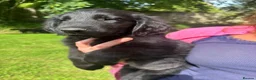 Flat coated Retriever dogs for sale: Gorgeous liver and black Flatcoat Retrievers - Advert 10
