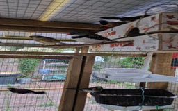 Finches birds for sale: Benghal and Helans finches for sale in E12 - Advert 18