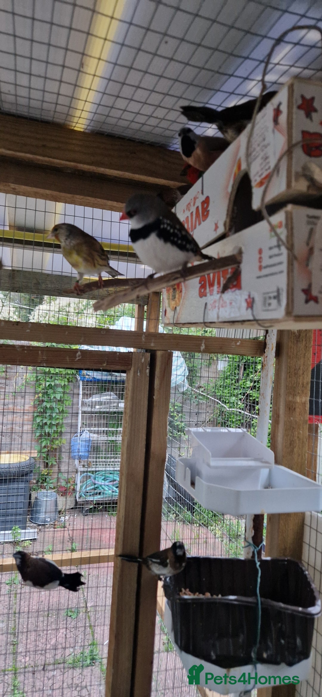 Finches birds for sale: Benghal and Helans finches for sale in E12 - Advert 18