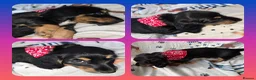 Miniature Dachshund dogs for sale: 💥REDUCED!💥 LAST 2 KC Mini Long haired Dachshund - Advert 13