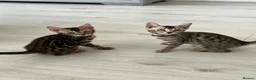 Bengal cats for sale: Stunning full pedigree registered bengal kittens  - Advert 36