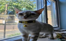 Bengal cats for sale: Snow bengal kittens for loving homes  - Image 19