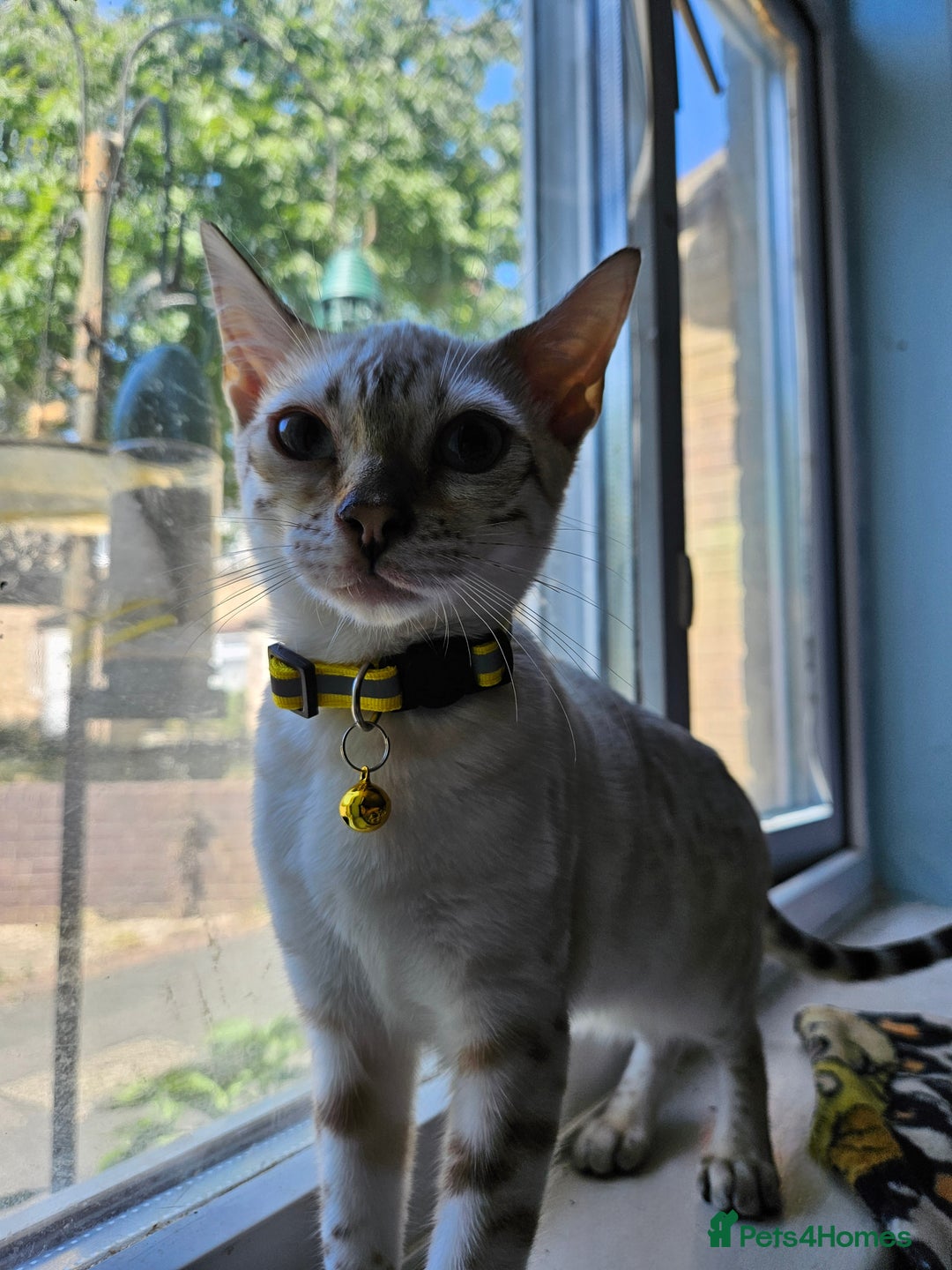 Bengal cats for sale: Snow bengal kittens for loving homes  - Image 19