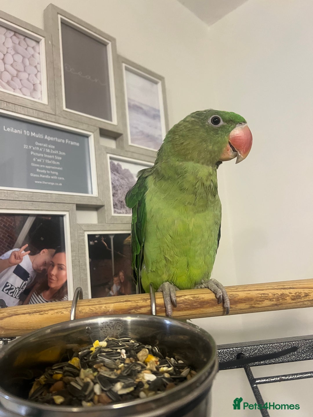 Parrots birds for sale: 16 week old Alexandrine parrot  - Image 1