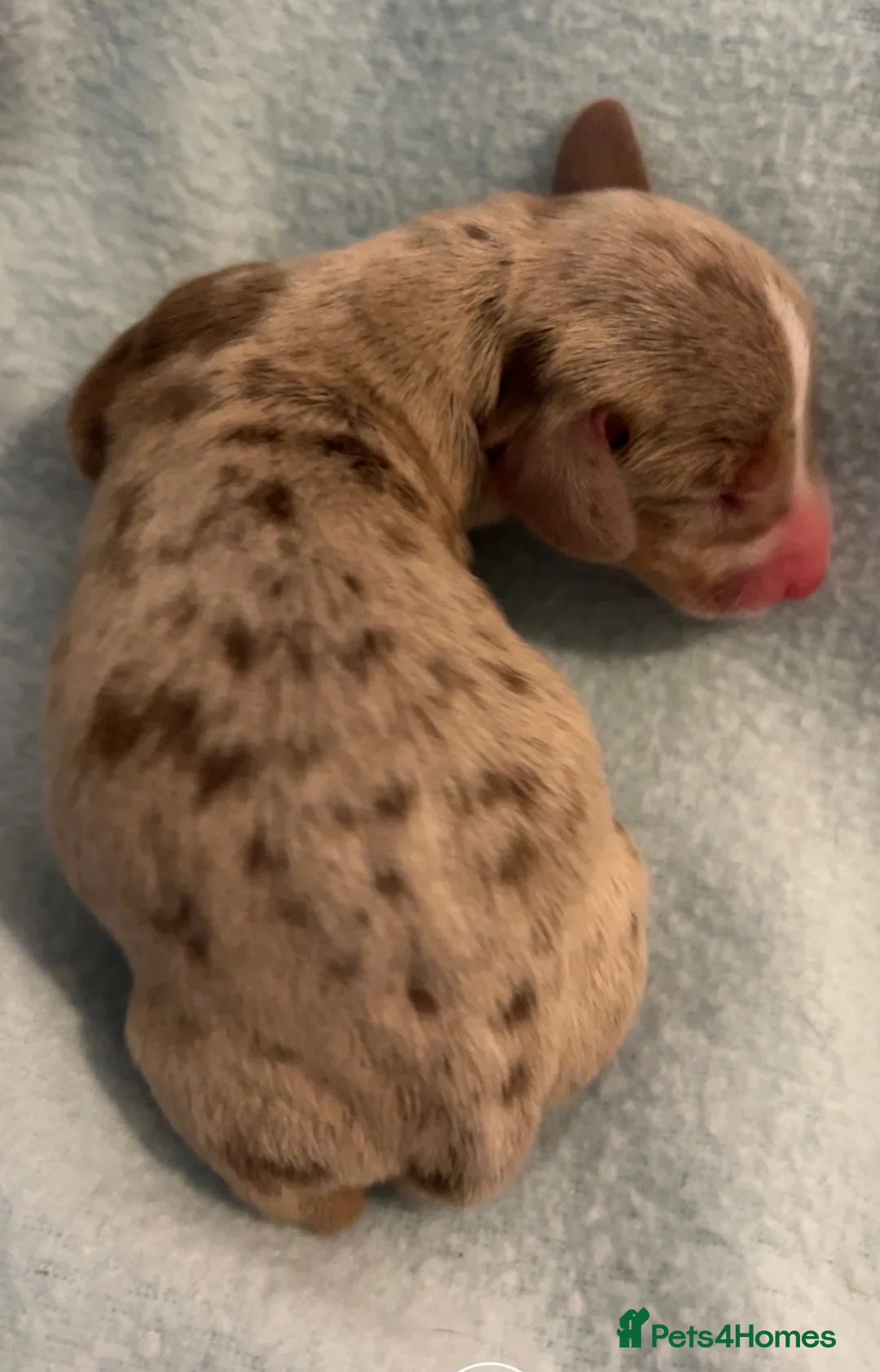 Dachshund dogs for sale: Dachshund puppies  - Advert 6