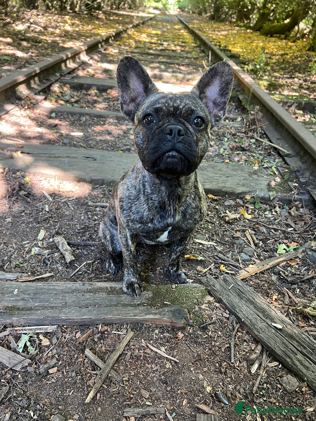 Mixed Breed dogs for sale: Dachshund/ french bulldog - Image 5