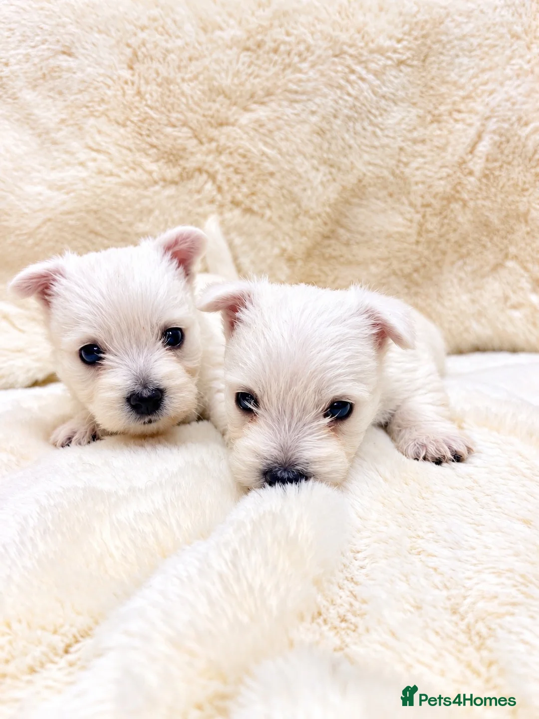 West Highland Terrier dogs for sale: STUNNING KC REGISTERED WESTIE PUPPYS BOYS & GIRLS  - Advert 8