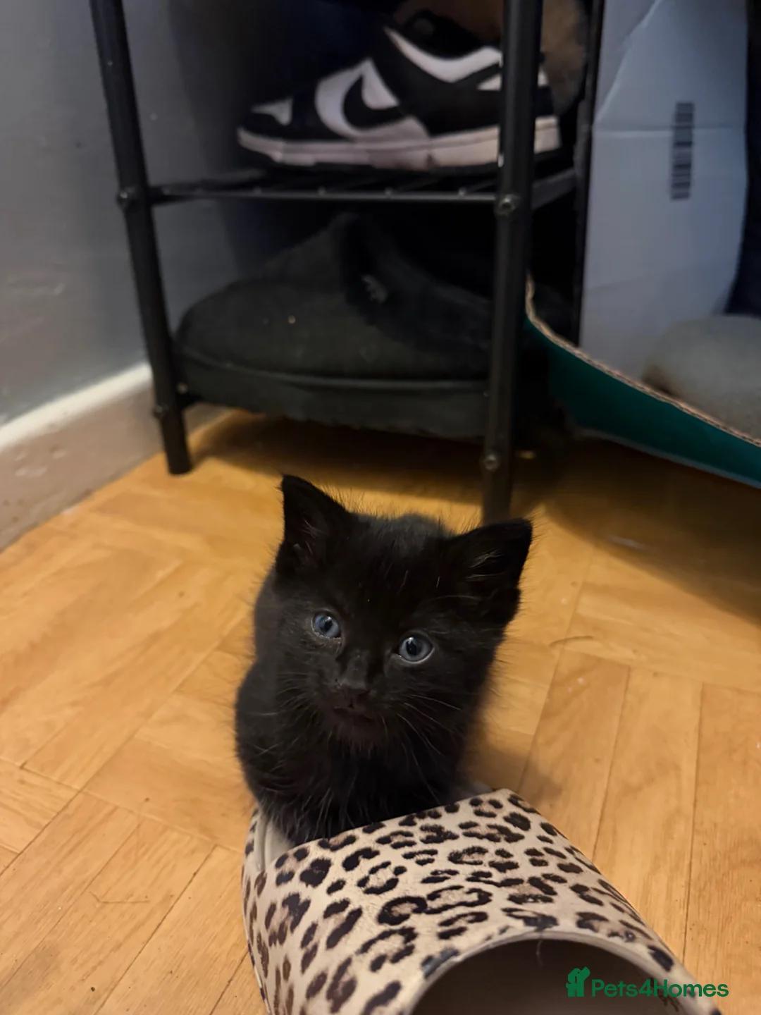 Manx cats for sale: Selling 3 kittens.  in Leeds - Advert 4