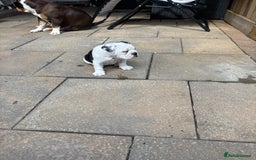 Olde English Bulldogge dogs for sale: Last 2 baby girls left  - Image 27