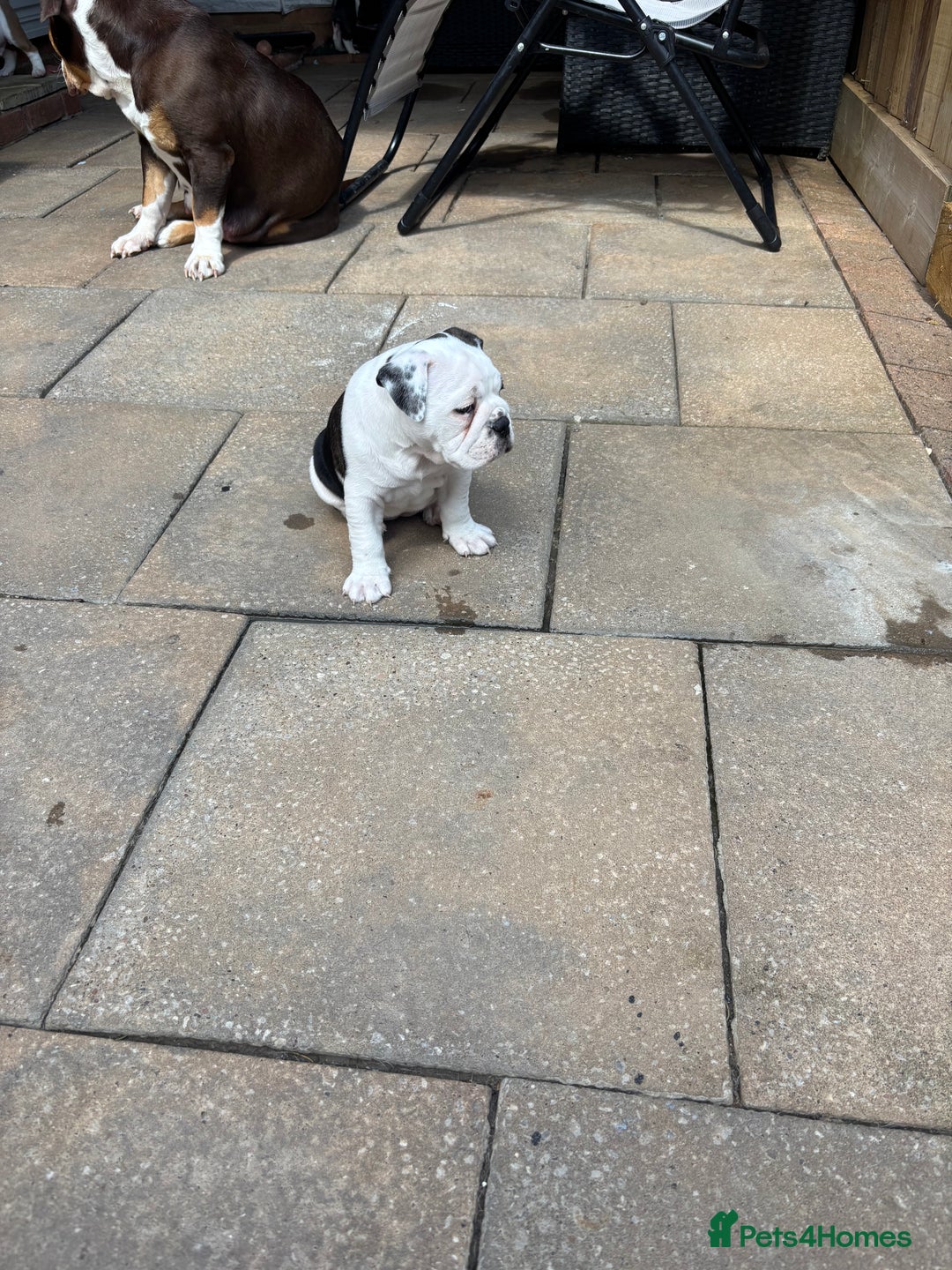 Olde English Bulldogge dogs for sale: Last 2 baby girls left  - Image 27