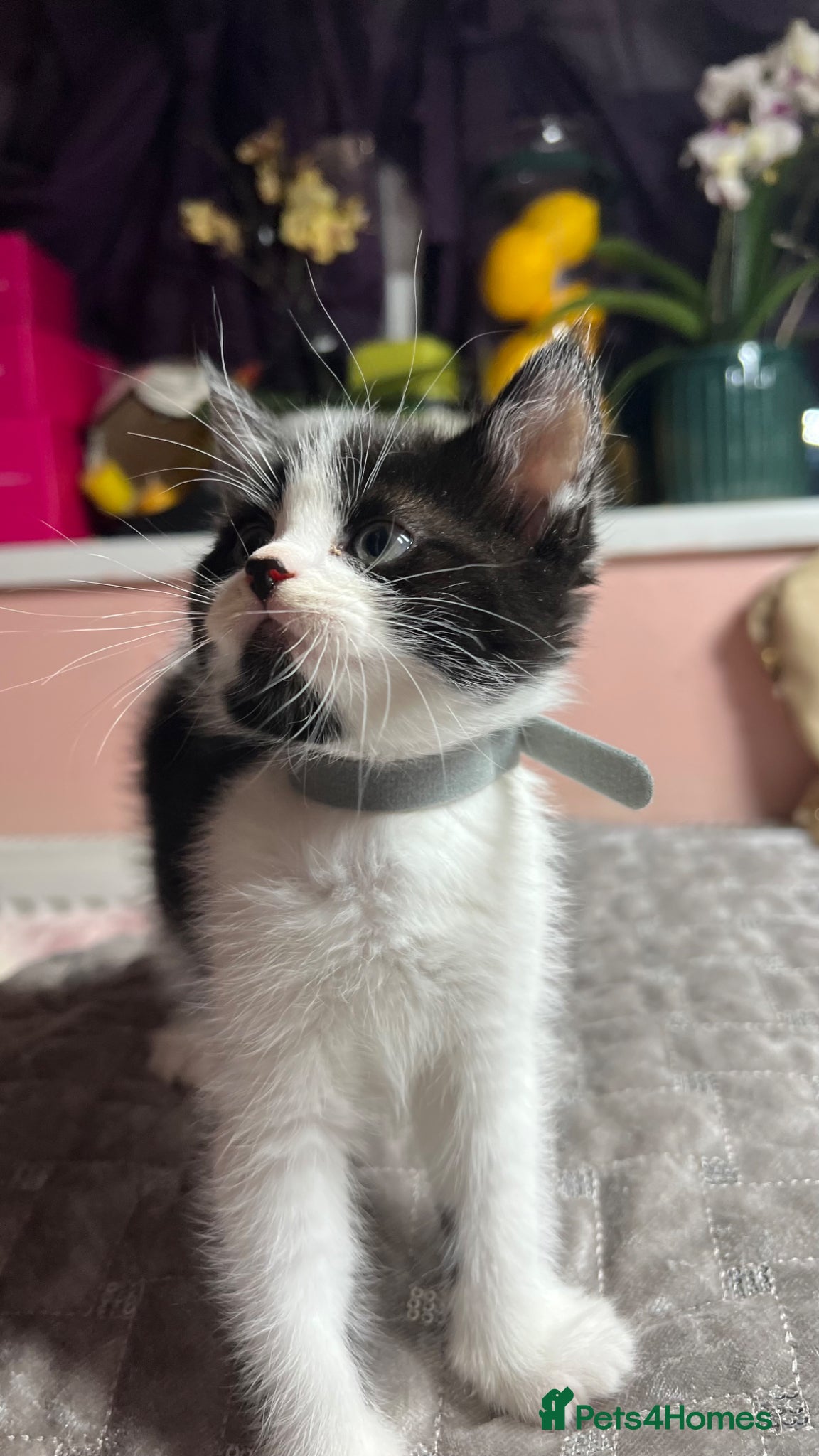 Mixed Breed cats Kittens  - Advert 2