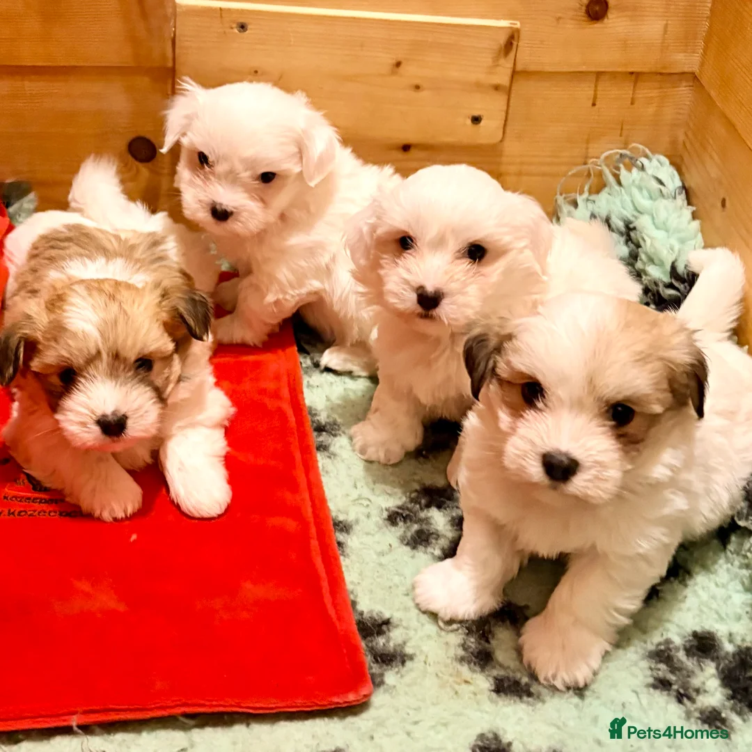 Coton De Tulear dogs for sale: K.C reg Coton de Tulear Puppies inc World Champion - Advert 2