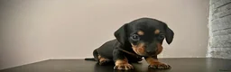 Miniature Dachshund dogs for sale: Beautiful miniature dachshund PRA clear boys  - Advert 4