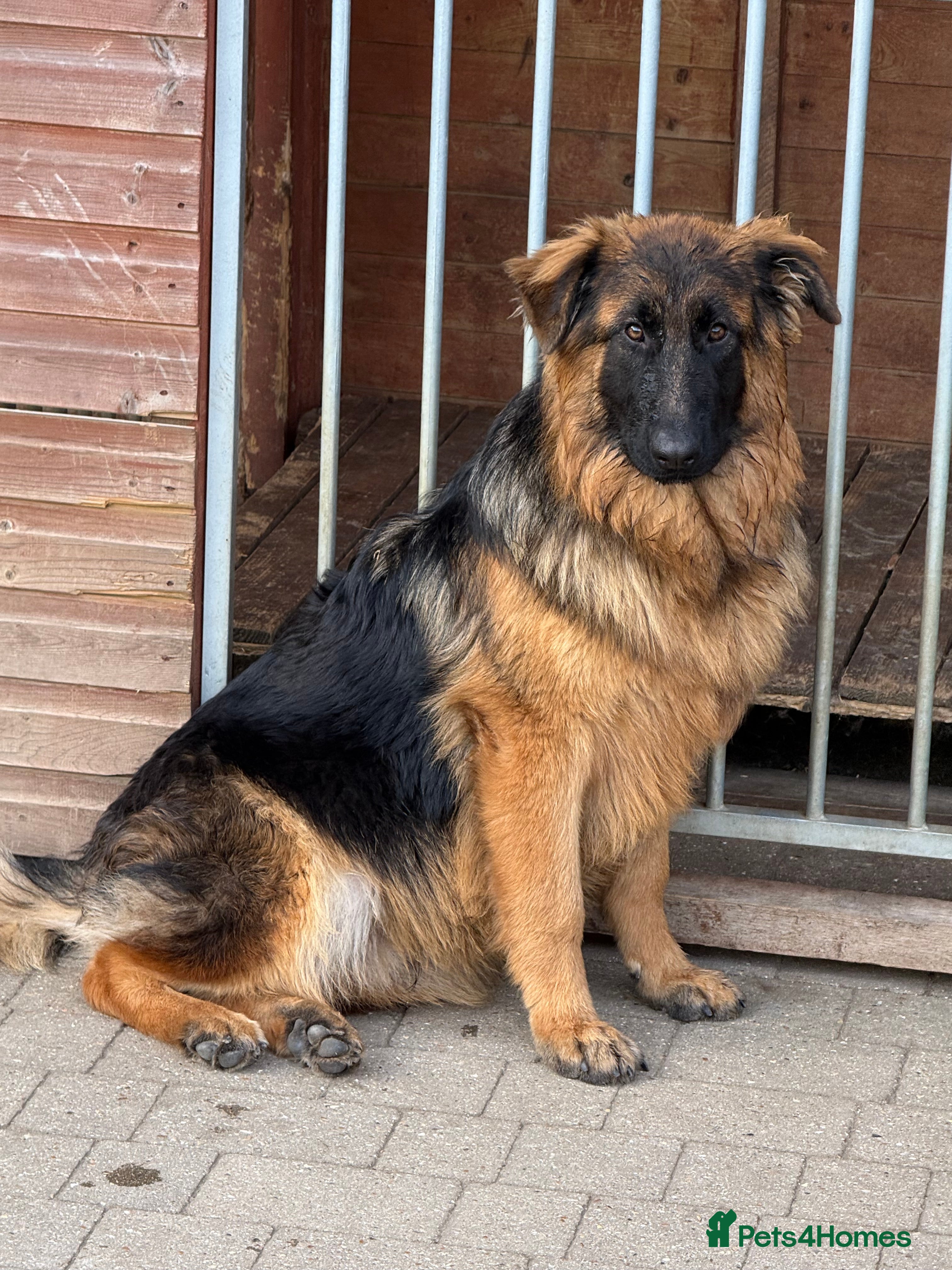 German Shepherd dogs PGS Long coat king size ready to move - Advert 2