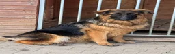 German Shepherd dogs for sale: PGS Long coat king size ready to move - Advert 2