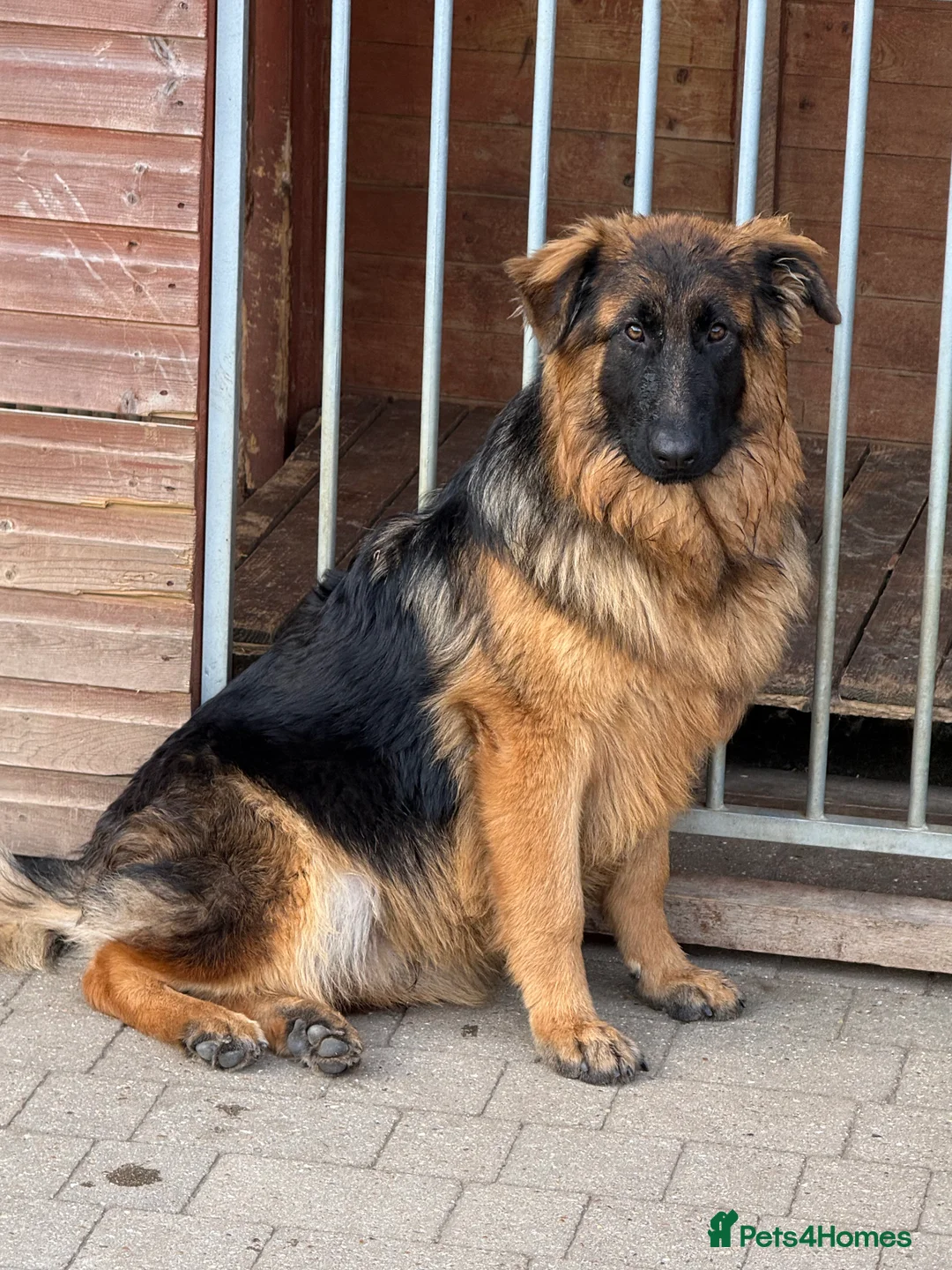 German Shepherd dogs for sale: PGS Long coat king size ready to move - Advert 2