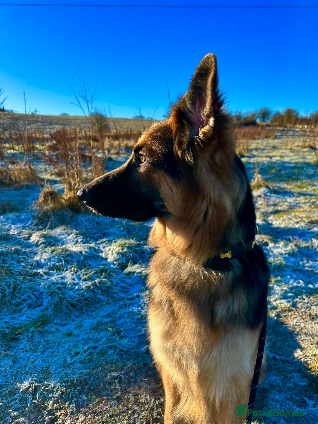 German Shepherd dogs for sale: German Shepherd looking for his forever home  - Advert 4