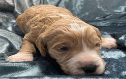 Labradoodle dogs for sale: Labradoodles for Sale! - Image 13
