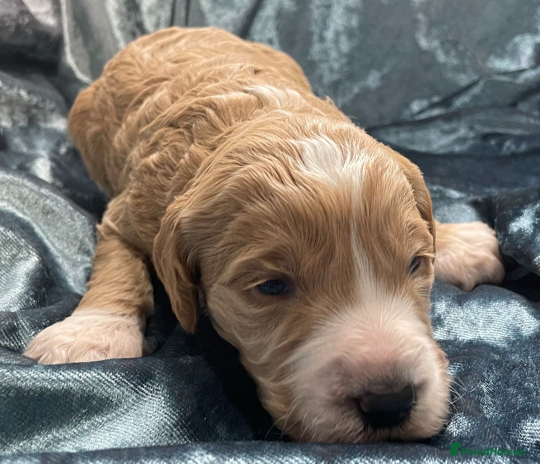 Labradoodle dogs for sale: Labradoodles for Sale! - Image 13