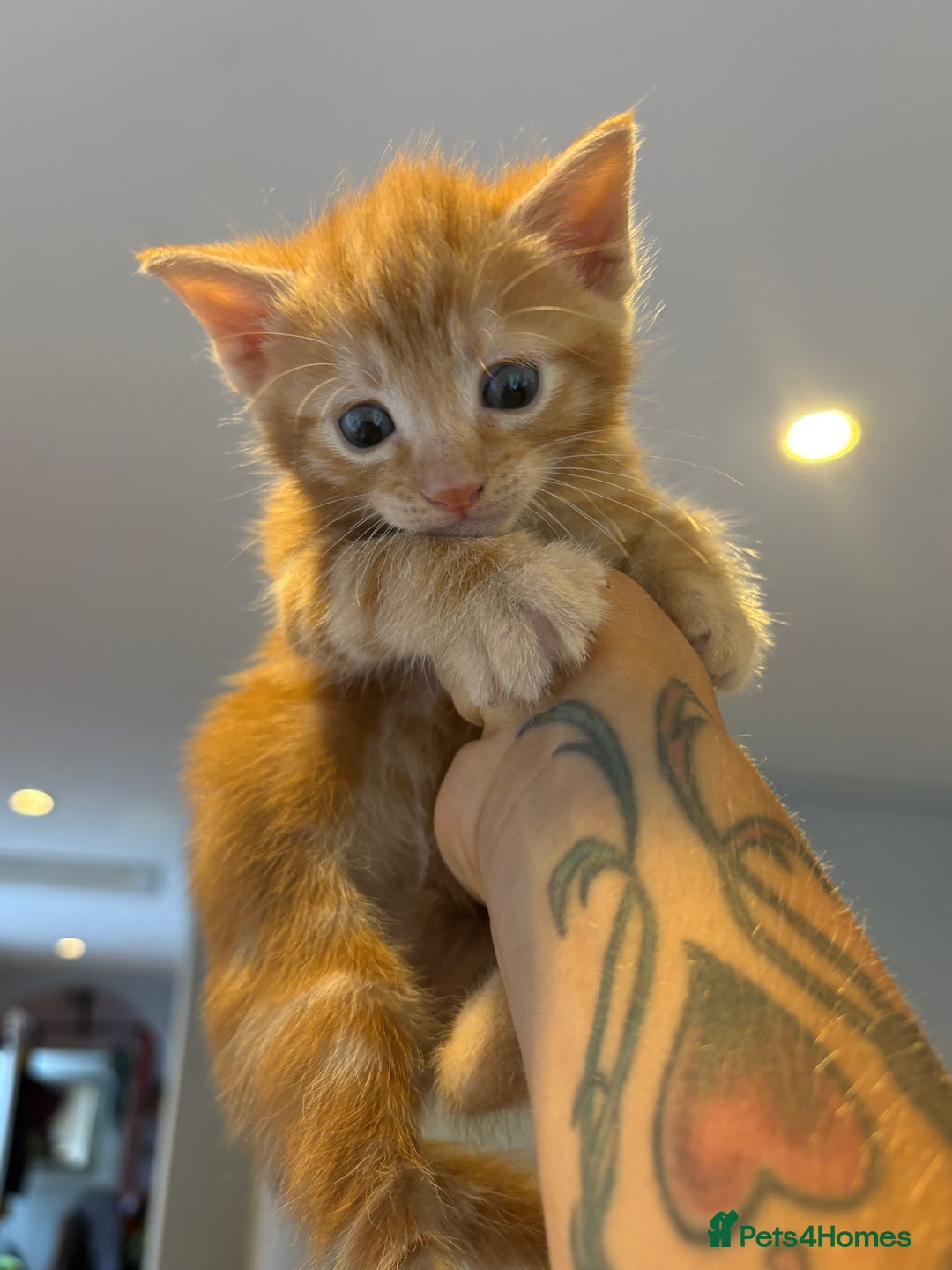 Mixed Breed cats for sale: Trio of kittens - Image 7