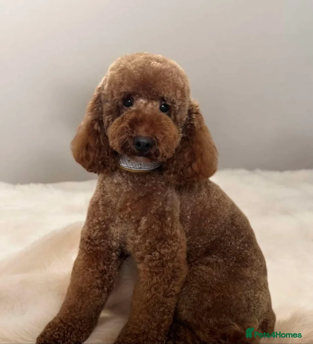 Cavapoo dogs for sale: 4 Beautiful f1b Cavapoo Puppies  - Advert 9