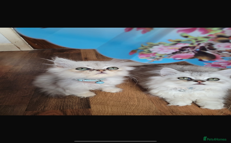 Persian cats - Advert 15