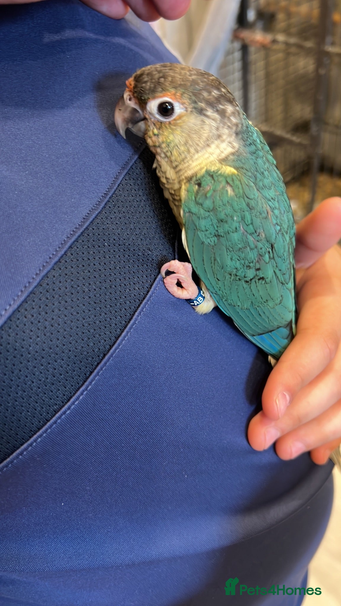 Conures birds Ready Now: Hand-Reared Baby Conures - Advert 2