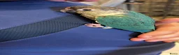 Conures birds for sale: Ready Now: Hand-Reared Baby Conures - Advert 2