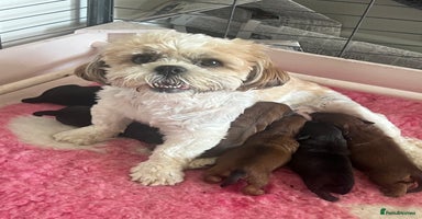 Shihpoo dogs - Advert 19
