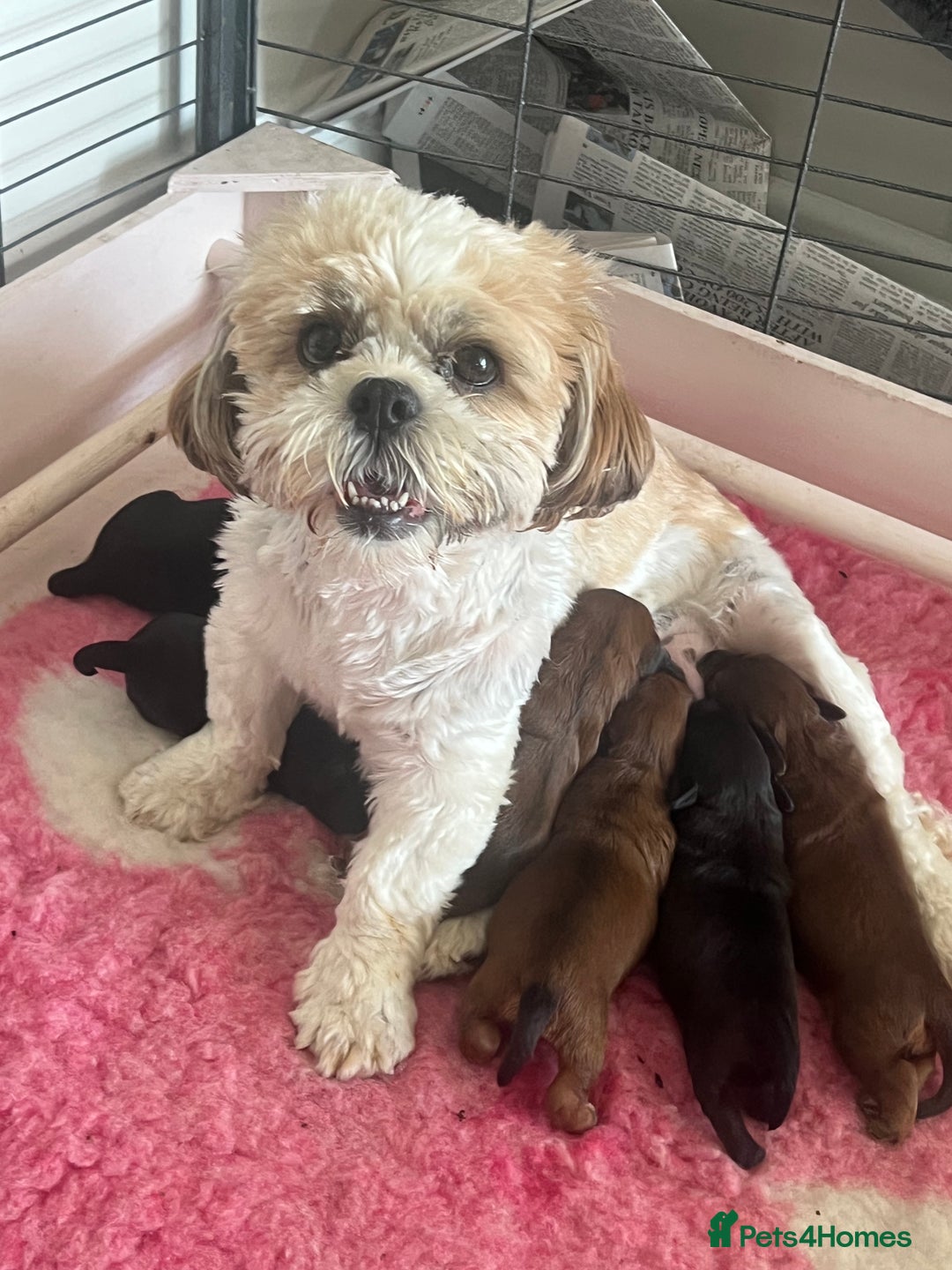 Shihpoo dogs for sale: Shipoo Pups - Image 2
