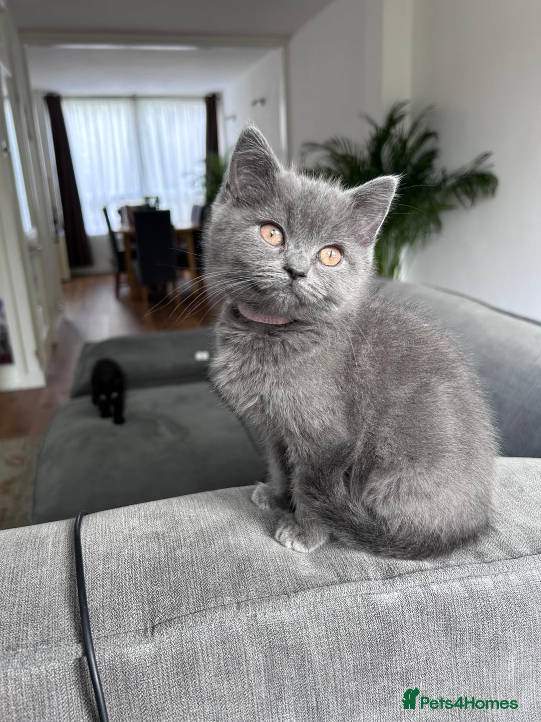 British Shorthair cats for sale: beautiful BSH girl (one girl left)  - Image 5