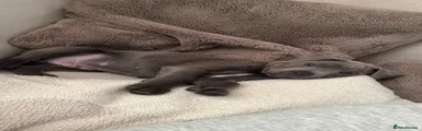Staffordshire Bull Terrier Puppy 1