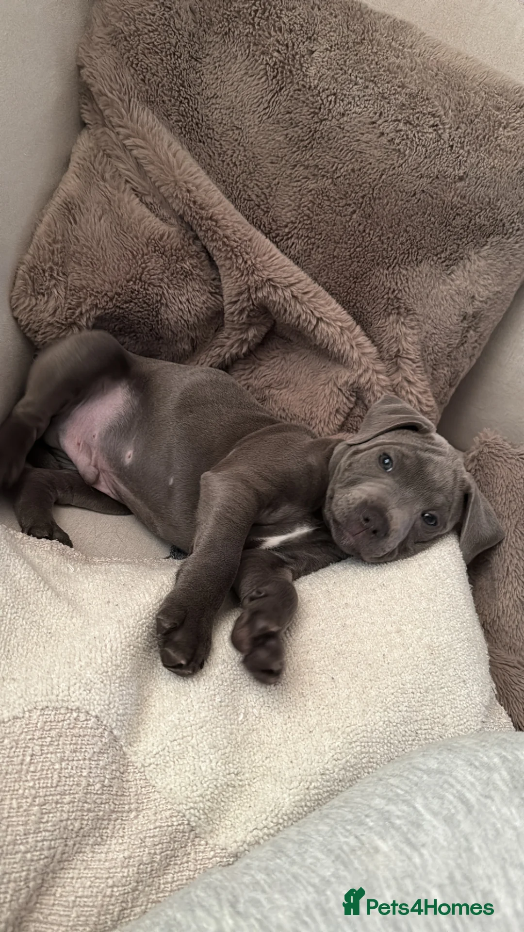 Staffordshire Bull Terrier dogs for sale: 12 week old Staffordshire bull terrier - REHOMING  - Advert 6