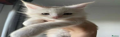 Maine Coon Kitten 2