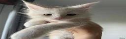 Maine Coon cats for sale: 4 remaining kittens - Maincoons pure breed  - Advert 9