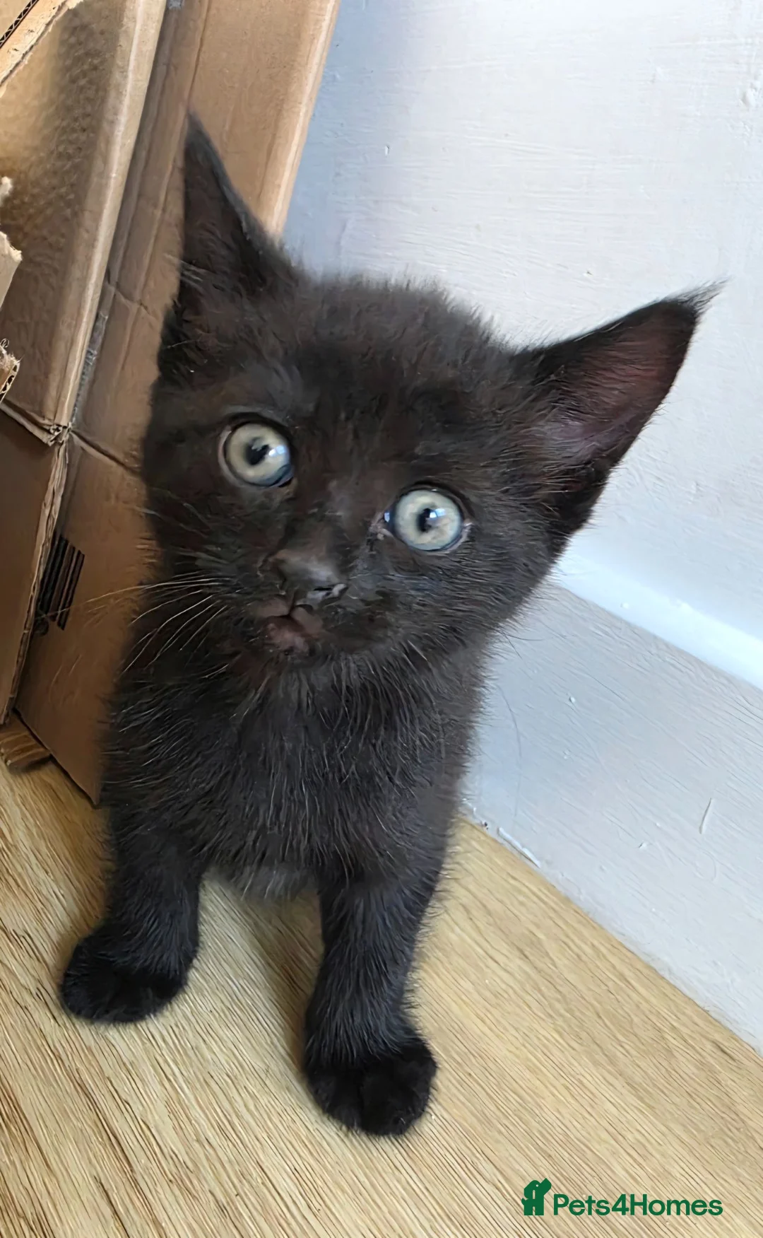 Mixed Breed cats for sale: Two black male kittens for sale  - Advert 2