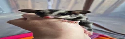 Sugar Glider rodents for sale: Sugar glider joeys ready to reserve  - Advert 11