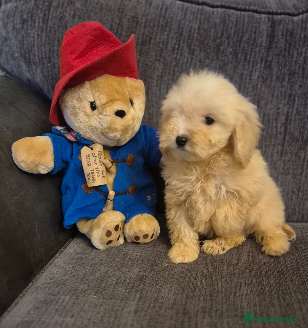 Cockapoo dogs for sale: Stunning F1 Cockapoo Puppies  - Advert 6