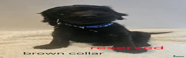 Brown boy now dark blue collar pictures