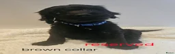 Cockapoo dogs for sale: LAST 2BOYS AVAILABLE  F1 cockapoo puppies  - Advert 17