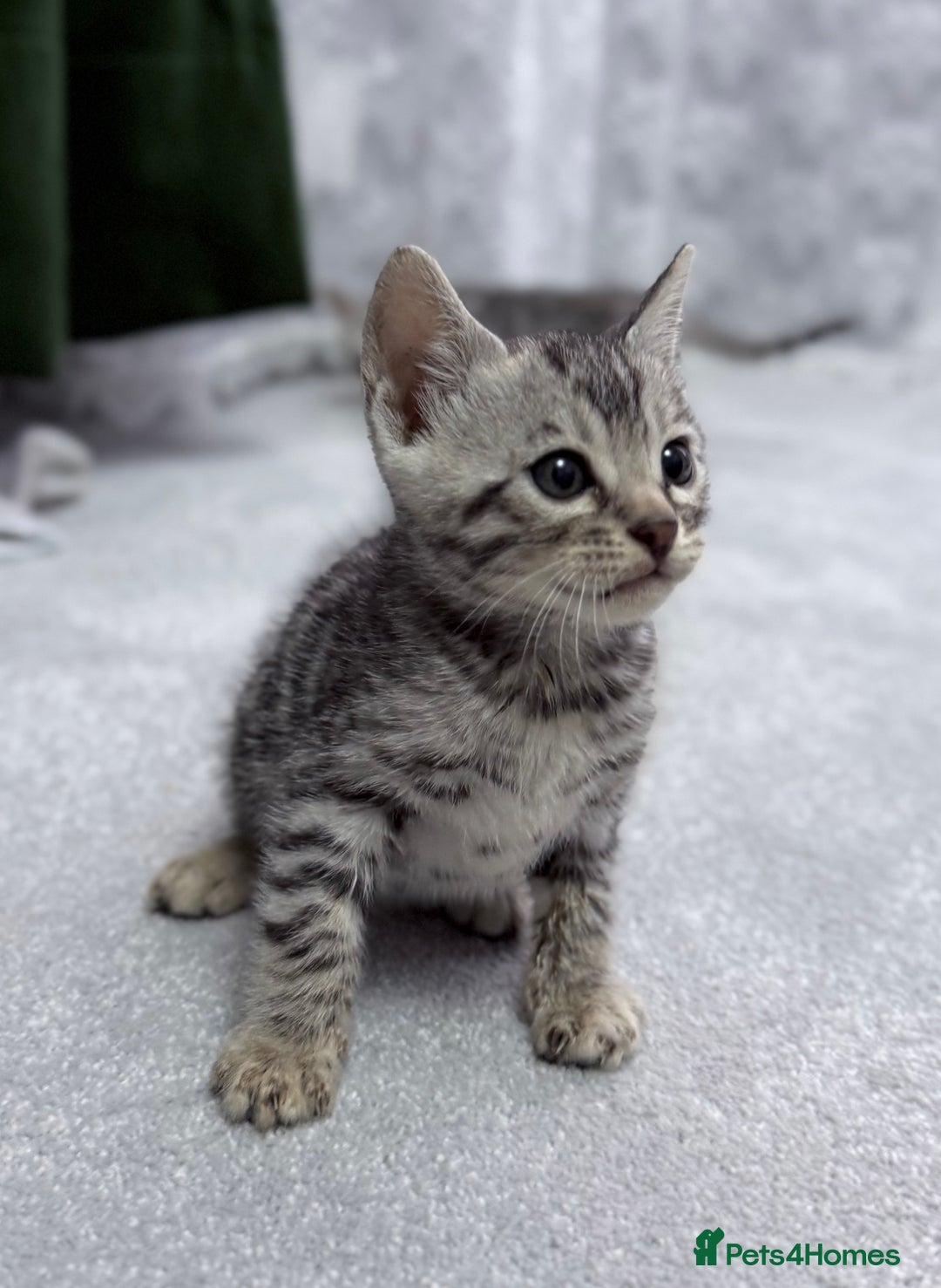 Bengal cats for sale: kittens - Advert 10