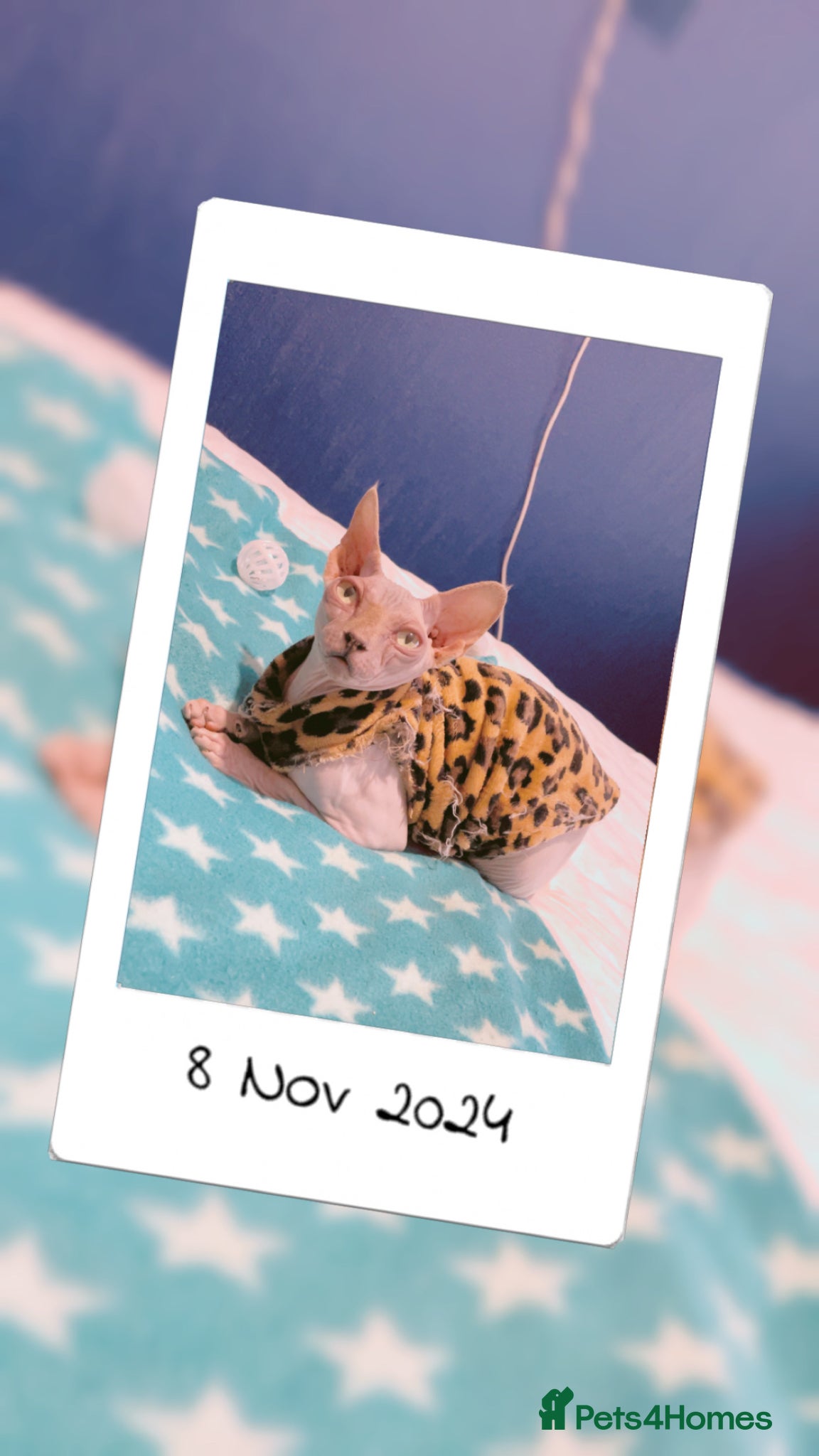 Sphynx cats Canadian sphynx kittens - Advert 1
